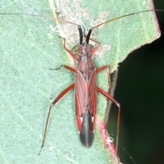 Rayieria sp. (genus) (Mirid plant bug) at Yarrangobilly, NSW - 14 Feb 2022 by jb2602