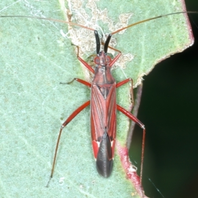 Rayieria sp. (genus) (Mirid plant bug) at Yarrangobilly, NSW - 14 Feb 2022 by jb2602