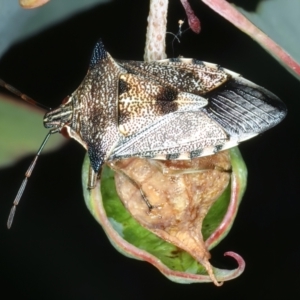 Oechalia schellenbergii at Pinbeyan, NSW - 14 Feb 2022