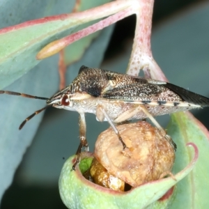 Oechalia schellenbergii at Pinbeyan, NSW - 14 Feb 2022