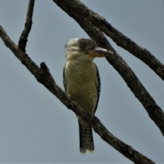 Dacelo leachii (Blue-winged Kookaburra) at Jensen, QLD - 17 Feb 2022 by TerryS