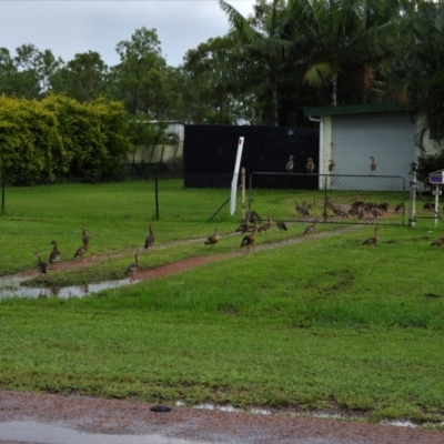 Dendrocygna eytoni (Plumed Whistling-Duck) at Jensen, QLD - 17 Feb 2022 by TerryS