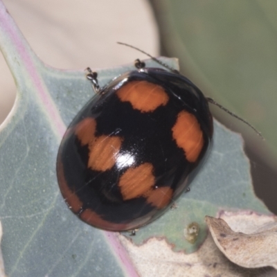 Paropsisterna beata (Blessed Leaf Beetle) at Ginninderry Conservation Corridor - 16 Feb 2022 by AlisonMilton