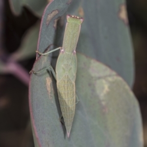 Orthodera ministralis at Holt, ACT - 16 Feb 2022