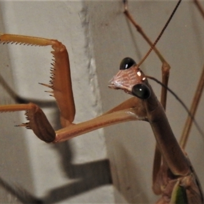 Archimantis sp. (genus) (Large Brown Mantis) at Wanniassa, ACT - 16 Feb 2022 by JohnBundock