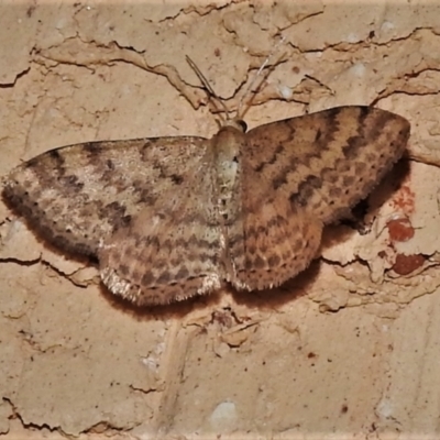 Scopula rubraria (Reddish Wave, Plantain Moth) at Wanniassa, ACT - 17 Feb 2022 by JohnBundock