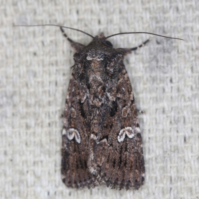 Ectopatria horologa (Nodding Saltbush Moth) at O'Connor, ACT - 14 Feb 2022 by ibaird