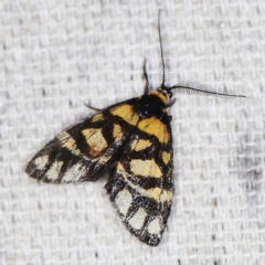 Asura lydia (Lydia Lichen Moth) at O'Connor, ACT - 14 Feb 2022 by ibaird