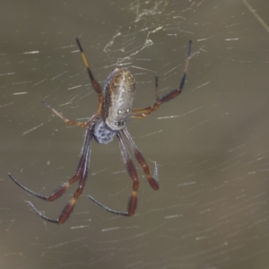 Trichonephila edulis at Holt, ACT - 16 Feb 2022