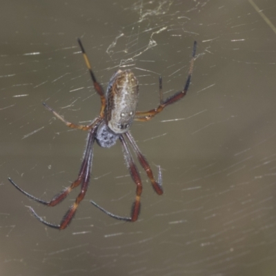 Trichonephila edulis (Golden orb weaver) at Holt, ACT - 16 Feb 2022 by AlisonMilton