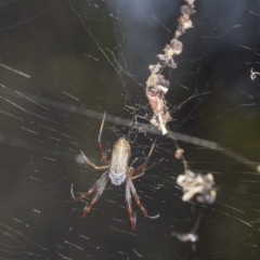 Trichonephila edulis at Holt, ACT - 16 Feb 2022