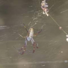 Trichonephila edulis at Holt, ACT - 16 Feb 2022