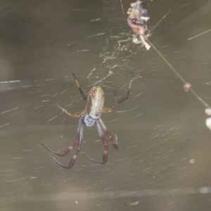 Trichonephila edulis at Holt, ACT - 16 Feb 2022