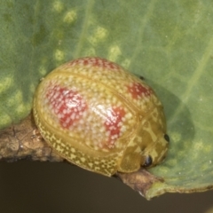 Paropsisterna fastidiosa (Eucalyptus leaf beetle) at Holt, ACT - 16 Feb 2022 by AlisonMilton