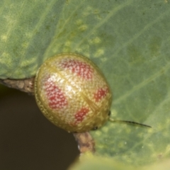 Paropsisterna fastidiosa at Holt, ACT - 16 Feb 2022