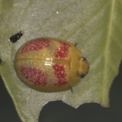 Paropsisterna fastidiosa (Eucalyptus leaf beetle) at Holt, ACT - 16 Feb 2022 by AlisonMilton