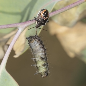 Oechalia schellenbergii at Holt, ACT - 16 Feb 2022