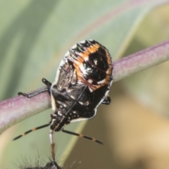 Oechalia schellenbergii at Holt, ACT - 16 Feb 2022