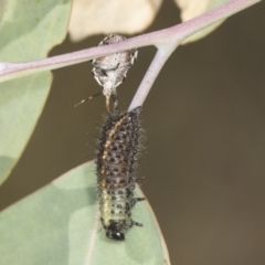 Oechalia schellenbergii at Holt, ACT - 16 Feb 2022