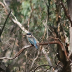 Todiramphus sanctus (Sacred Kingfisher) at Governers Hill Recreation Reserve - 17 Feb 2022 by Rixon