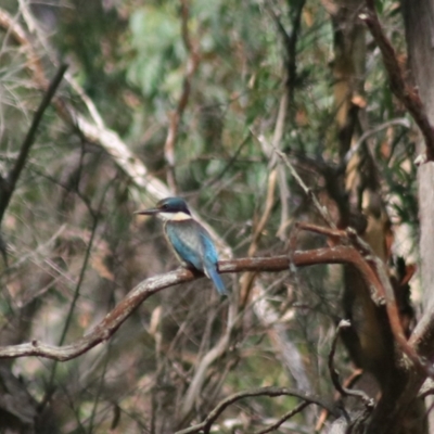 Todiramphus sanctus (Sacred Kingfisher) at Governers Hill Recreation Reserve - 17 Feb 2022 by Rixon