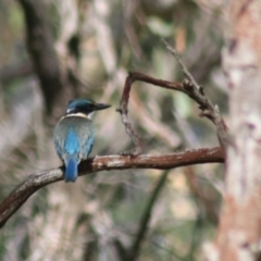 Todiramphus sanctus at Goulburn, NSW - 17 Feb 2022