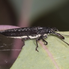 Rhinotia sp. (genus) (Unidentified Rhinotia weevil) at Holt, ACT - 15 Feb 2022 by AlisonMilton