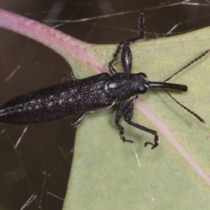 Rhinotia sp. (genus) at Holt, ACT - 16 Feb 2022