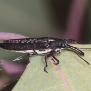 Rhinotia sp. (genus) at Holt, ACT - 16 Feb 2022