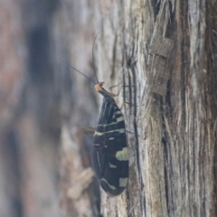 Porismus strigatus (Pied Lacewing) at Governers Hill Recreation Reserve - 17 Feb 2022 by Rixon