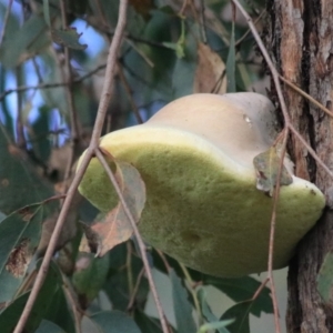 Laetiporus portentosus at Goulburn, NSW - 17 Feb 2022