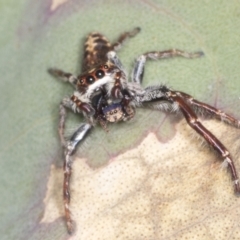 Sandalodes sp. (genus) (Unidentified Sandalodes) at Holt, ACT - 16 Feb 2022 by AlisonMilton