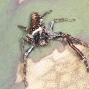 Sandalodes sp. (genus) at Holt, ACT - 16 Feb 2022