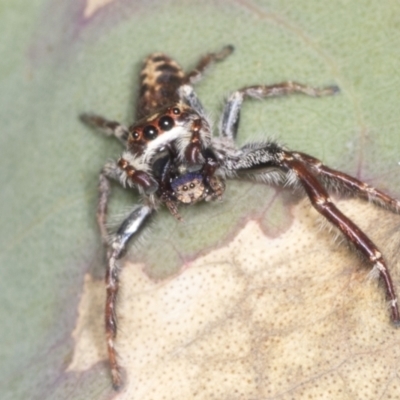 Sandalodes sp. (genus) (Unidentified Sandalodes) at Holt, ACT - 15 Feb 2022 by AlisonMilton