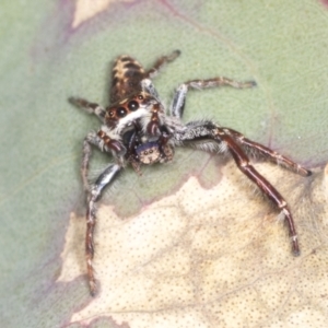 Sandalodes sp. (genus) at Holt, ACT - 16 Feb 2022