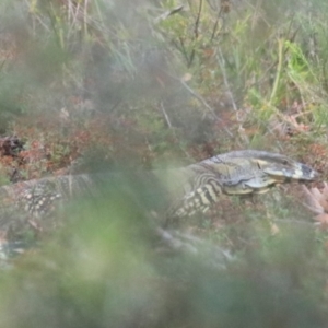 Varanus varius at Goulburn, NSW - 17 Feb 2022