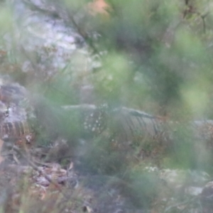 Varanus varius at Goulburn, NSW - 17 Feb 2022