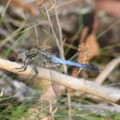 Orthetrum caledonicum (Blue Skimmer) at Gorman Road Bush Reserve, Goulburn - 17 Feb 2022 by Rixon