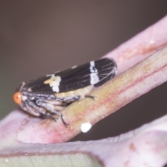 Eurymeloides punctata (Gumtree hopper) at Holt, ACT - 16 Feb 2022 by AlisonMilton