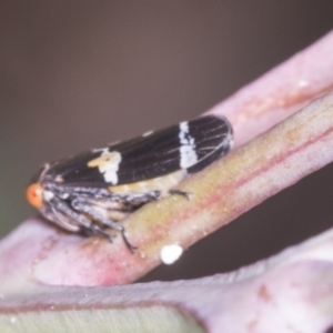 Eurymeloides punctata at Holt, ACT - 16 Feb 2022