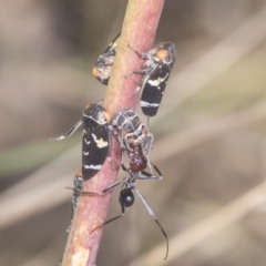 Eurymeloides punctata at Holt, ACT - 16 Feb 2022