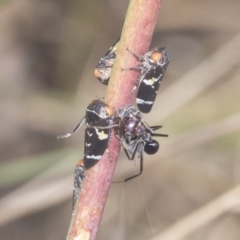 Eurymeloides punctata at Holt, ACT - 16 Feb 2022