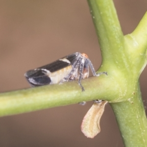 Eurymeloides punctata at Holt, ACT - 16 Feb 2022