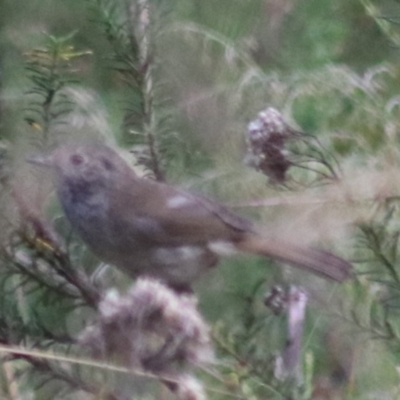 Acanthiza pusilla (Brown Thornbill) at Governers Hill Recreation Reserve - 17 Feb 2022 by Rixon