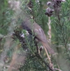 Acanthiza pusilla at Goulburn, NSW - 17 Feb 2022