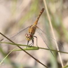 Diplacodes bipunctata (Wandering Percher) at Ginninderry Conservation Corridor - 16 Feb 2022 by AlisonMilton