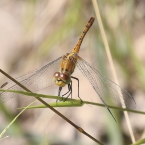 Diplacodes bipunctata at Holt, ACT - 16 Feb 2022