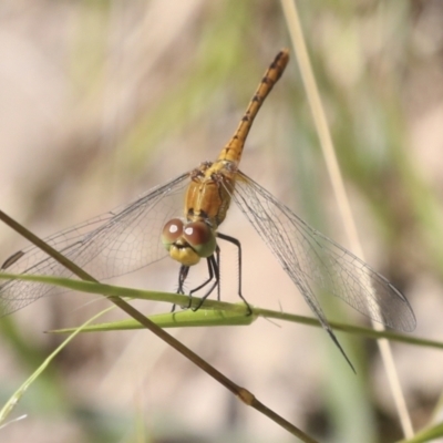 Diplacodes bipunctata (Wandering Percher) at Ginninderry Conservation Corridor - 16 Feb 2022 by AlisonMilton
