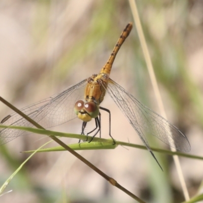 Diplacodes bipunctata (Wandering Percher) at Holt, ACT - 16 Feb 2022 by AlisonMilton