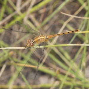 Diplacodes bipunctata at Holt, ACT - 16 Feb 2022